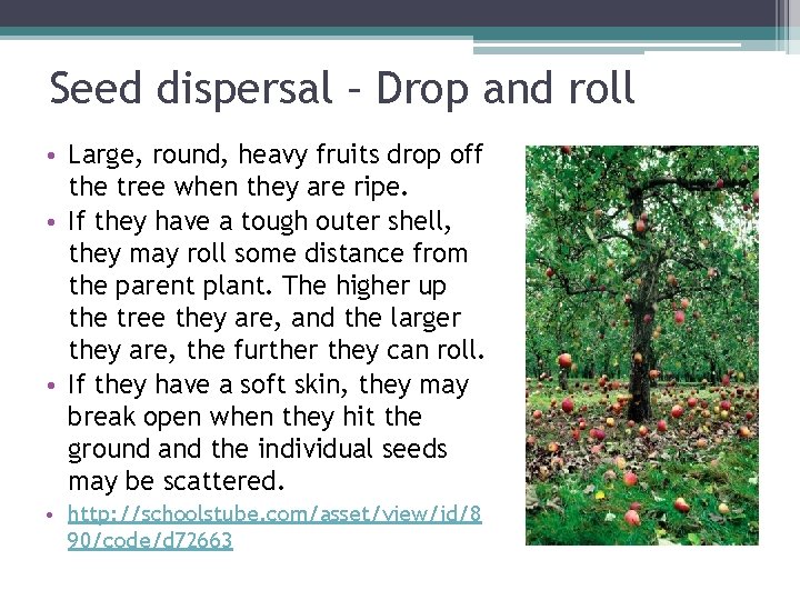Seed dispersal – Drop and roll • Large, round, heavy fruits drop off the