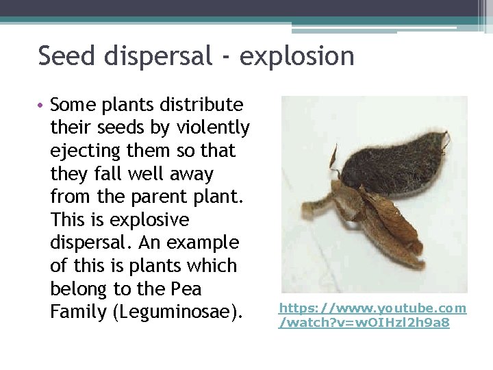 Seed dispersal - explosion • Some plants distribute their seeds by violently ejecting them