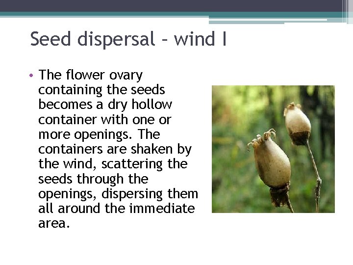 Seed dispersal – wind I • The flower ovary containing the seeds becomes a