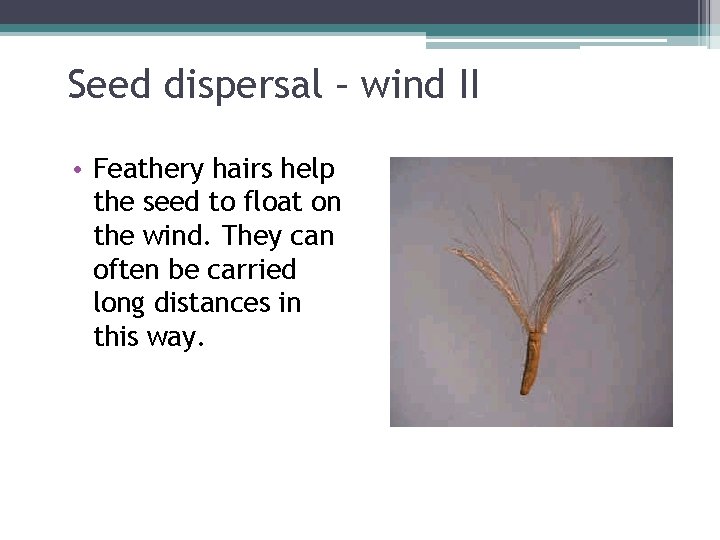 Seed dispersal – wind II • Feathery hairs help the seed to float on