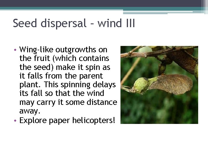 Seed dispersal – wind III • Wing-like outgrowths on the fruit (which contains the