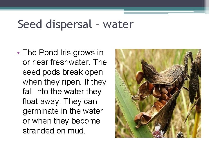 Seed dispersal – water • The Pond Iris grows in or near freshwater. The