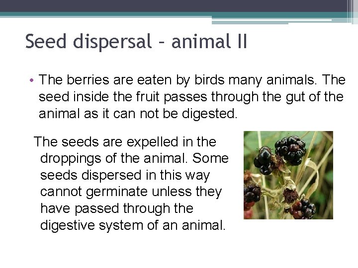 Seed dispersal – animal II • The berries are eaten by birds many animals.