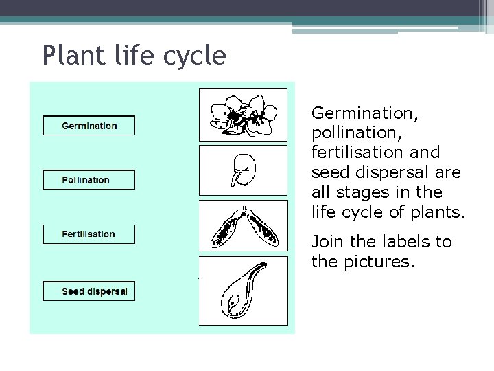 Plant life cycle Germination, pollination, fertilisation and seed dispersal are all stages in the