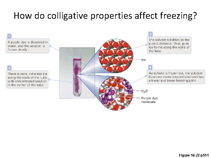 How do colligative properties affect freezing? Figure 16 -22 p 511 