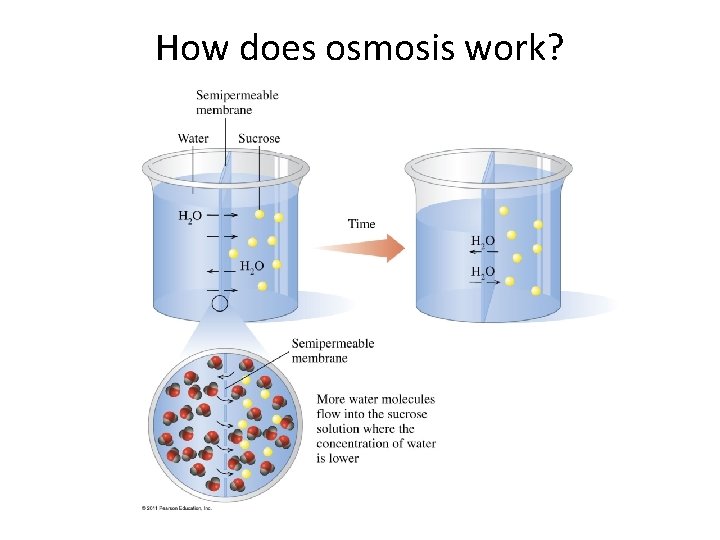 How does osmosis work? 