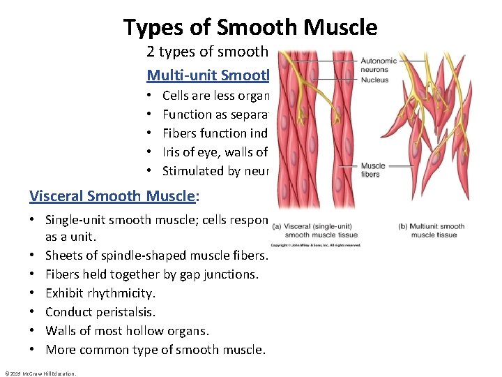 Smooth and Cardiac Muscle Notes Interactive pages 308
