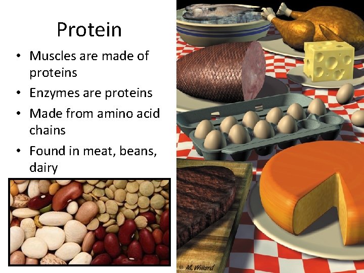 Protein • Muscles are made of proteins • Enzymes are proteins • Made from