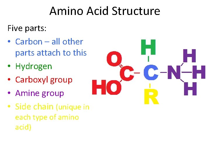 Amino Acid Structure Five parts: • Carbon – all other parts attach to this