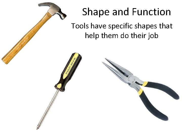 Shape and Function Tools have specific shapes that help them do their job 