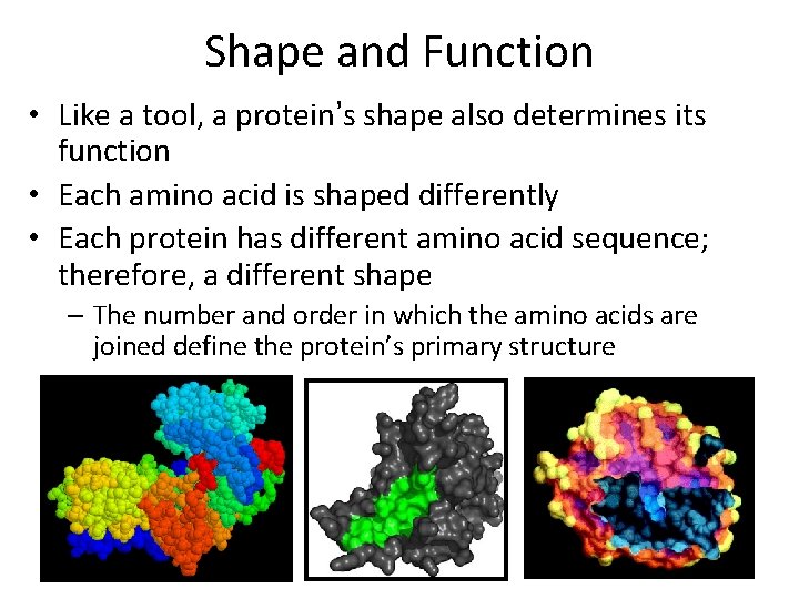 Shape and Function • Like a tool, a protein’s shape also determines its function