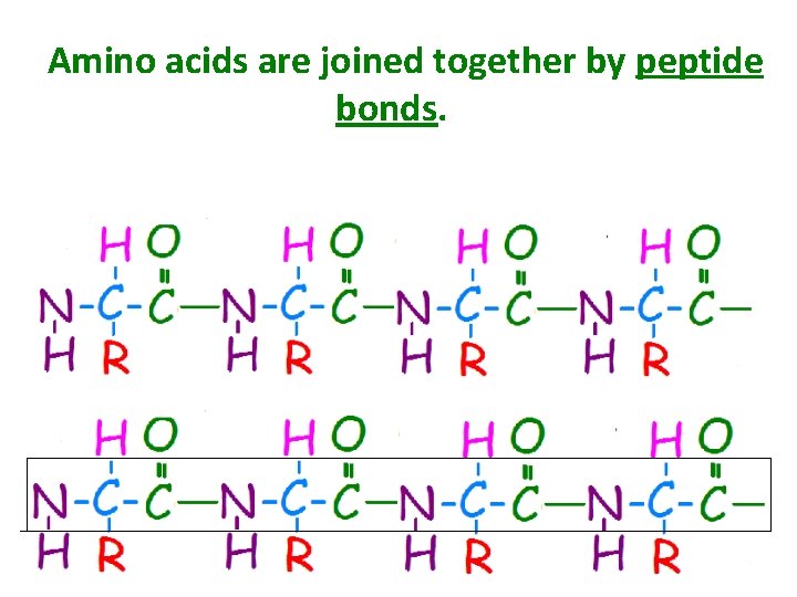 Amino acids are joined together by peptide bonds. 