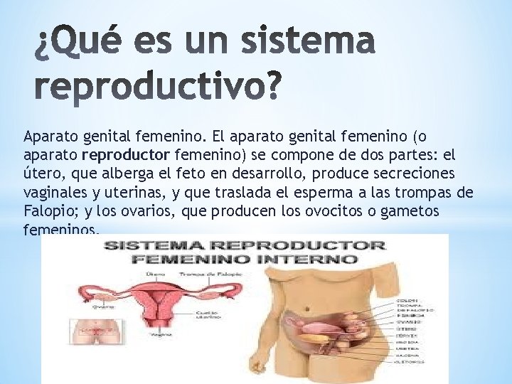 Aparato genital femenino. El aparato genital femenino (o aparato reproductor femenino) se compone de