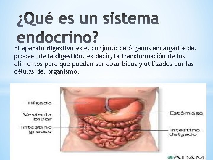 El aparato digestivo es el conjunto de órganos encargados del proceso de la digestión,