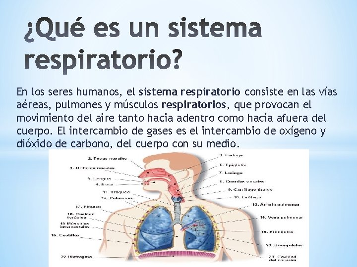 En los seres humanos, el sistema respiratorio consiste en las vías aéreas, pulmones y