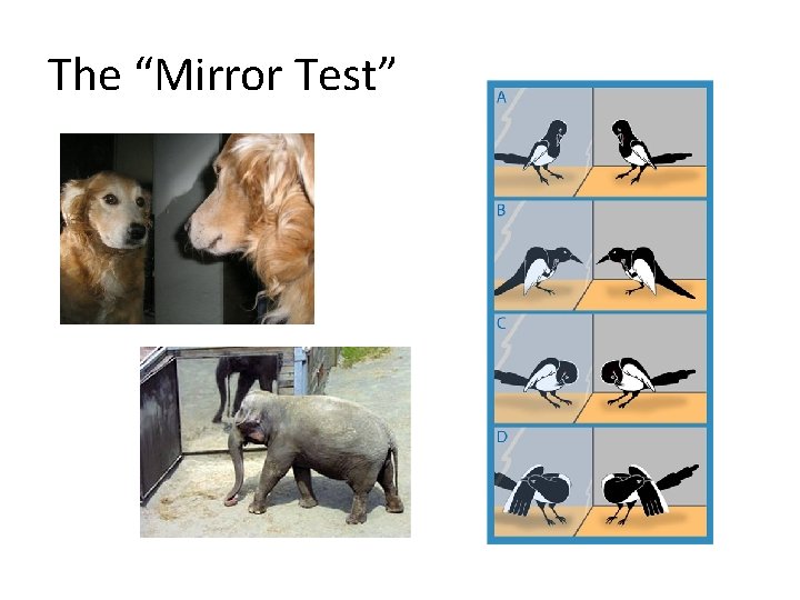 The “Mirror Test” 