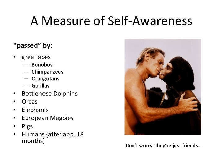 A Measure of Self-Awareness “passed” by: • great apes – – • • •