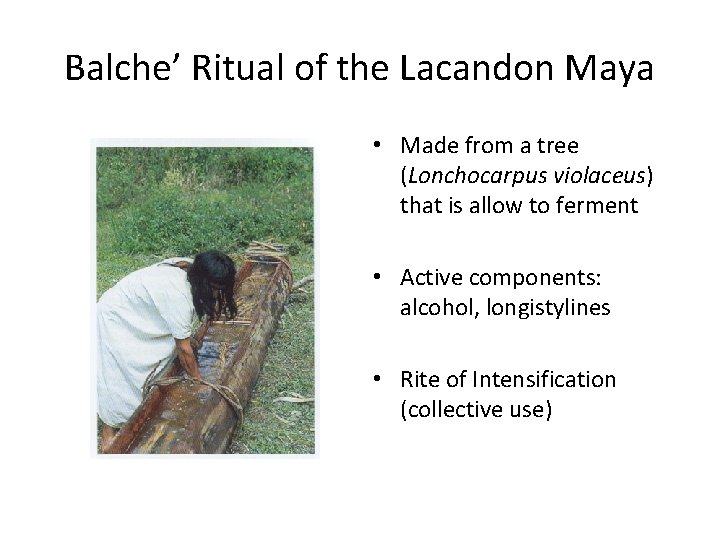 Balche’ Ritual of the Lacandon Maya • Made from a tree (Lonchocarpus violaceus) that