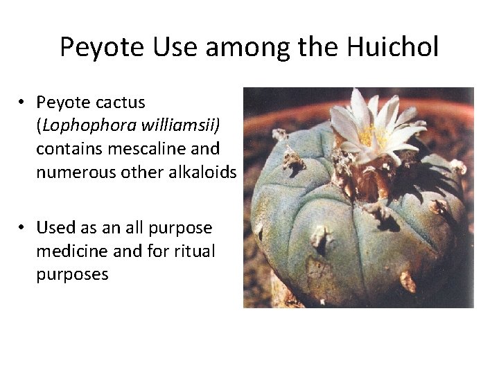 Peyote Use among the Huichol • Peyote cactus (Lophophora williamsii) contains mescaline and numerous