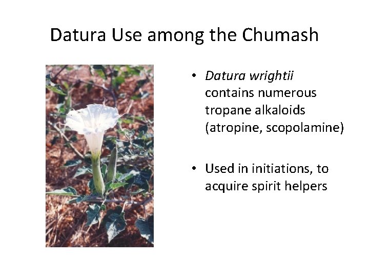 Datura Use among the Chumash • Datura wrightii contains numerous tropane alkaloids (atropine, scopolamine)