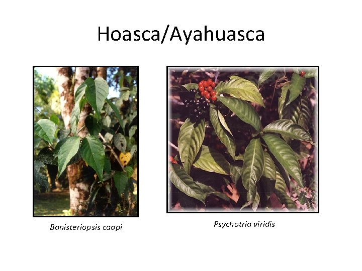 Hoasca/Ayahuasca Banisteriopsis caapi Psychotria viridis 