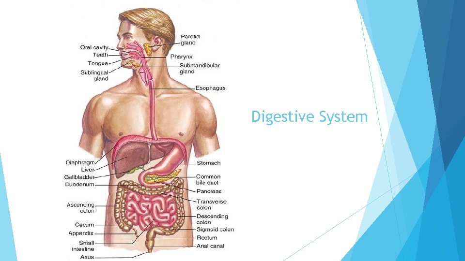 Digestive System 