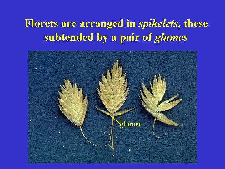 Florets are arranged in spikelets, these subtended by a pair of glumes 