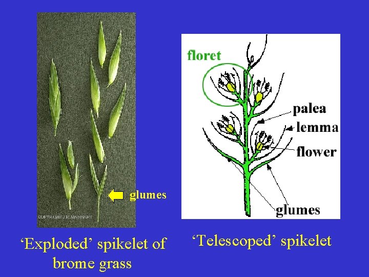 glumes ‘Exploded’ spikelet of brome grass ‘Telescoped’ spikelet 