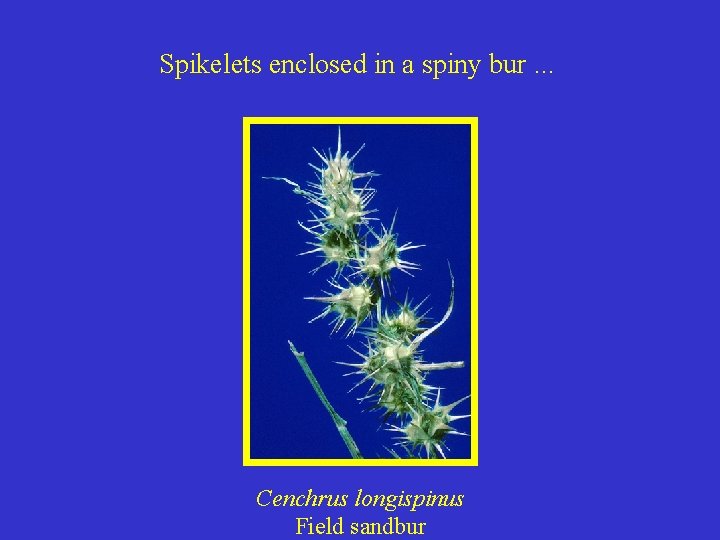 Spikelets enclosed in a spiny bur. . . Cenchrus longispinus Field sandbur 