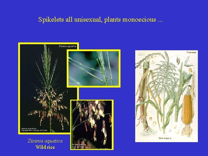 Spikelets all unisexual, plants monoecious. . . Zizania aquatica Wild rice 