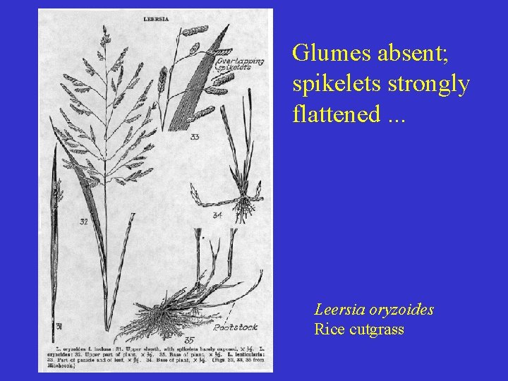 Glumes absent; spikelets strongly flattened. . . Leersia oryzoides Rice cutgrass 