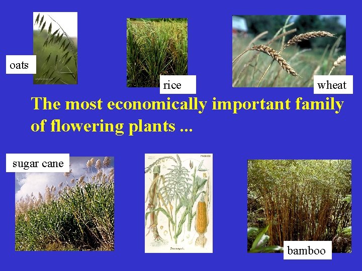 oats rice wheat The most economically important family of flowering plants. . . sugar