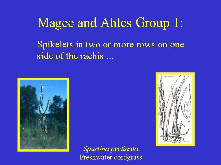 Magee and Ahles Group 1: Spikelets in two or more rows on one side