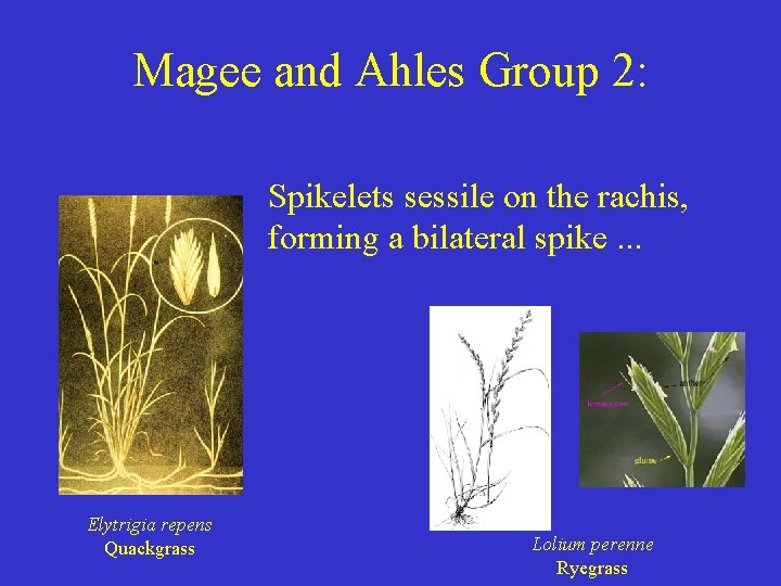 Magee and Ahles Group 2: Spikelets sessile on the rachis, forming a bilateral spike.