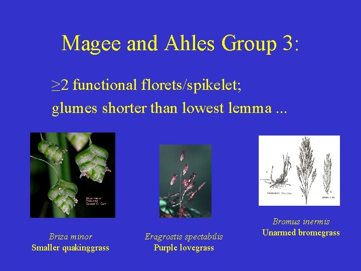 Magee and Ahles Group 3: ≥ 2 functional florets/spikelet; glumes shorter than lowest lemma.