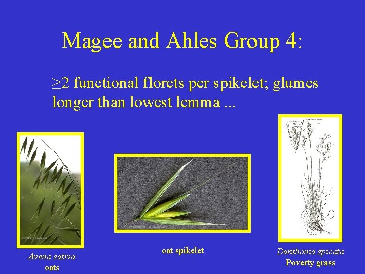 Magee and Ahles Group 4: ≥ 2 functional florets per spikelet; glumes longer than