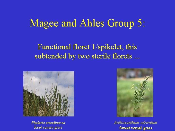 Magee and Ahles Group 5: Functional floret 1/spikelet, this subtended by two sterile florets.