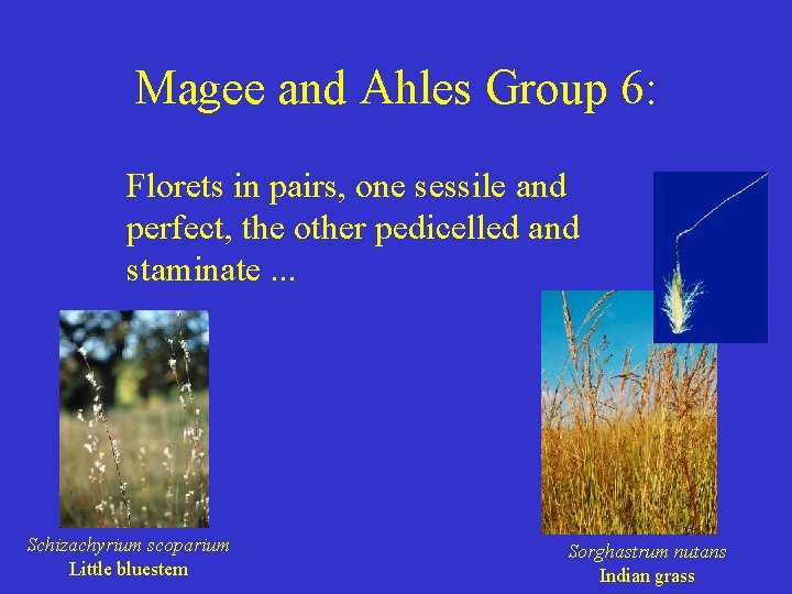 Magee and Ahles Group 6: Florets in pairs, one sessile and perfect, the other