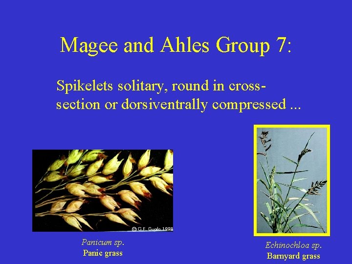 Magee and Ahles Group 7: Spikelets solitary, round in crosssection or dorsiventrally compressed. .