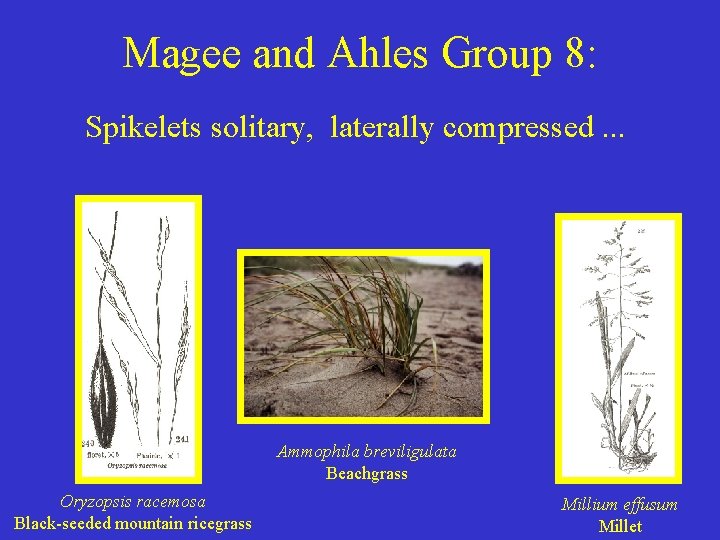 Magee and Ahles Group 8: Spikelets solitary, laterally compressed. . . Ammophila breviligulata Beachgrass