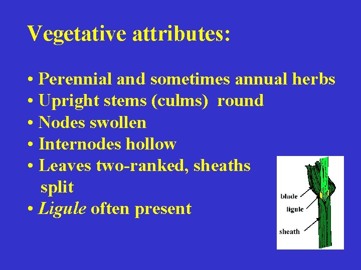 Vegetative attributes: • Perennial and sometimes annual herbs • Upright stems (culms) round •