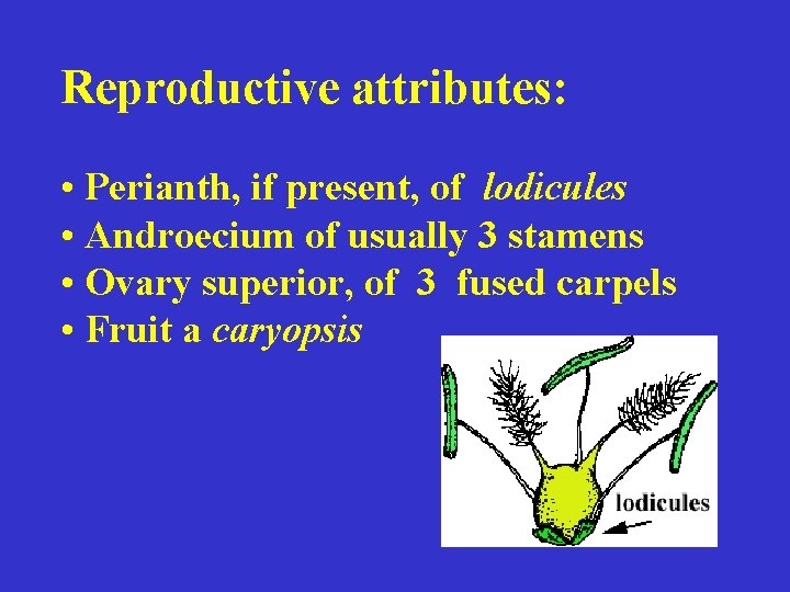 Reproductive attributes: • Perianth, if present, of lodicules • Androecium of usually 3 stamens