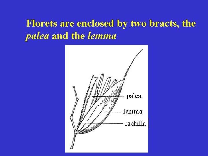 Florets are enclosed by two bracts, the palea and the lemma palea lemma rachilla