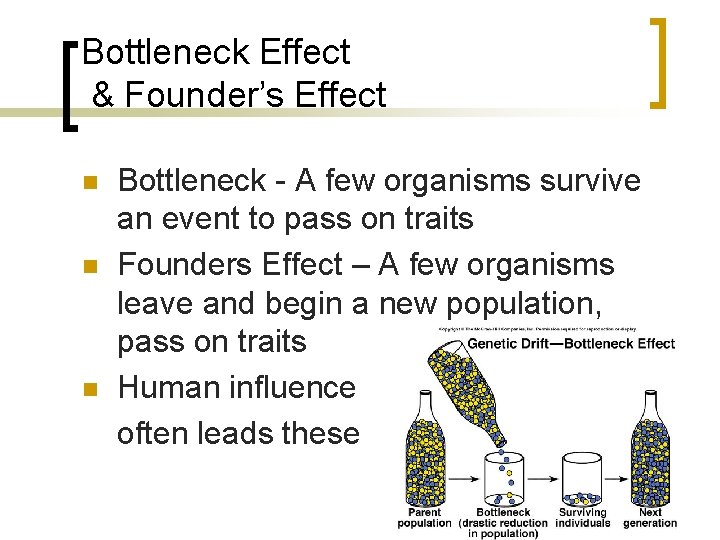 Bottleneck Effect & Founder’s Effect n n n Bottleneck - A few organisms survive