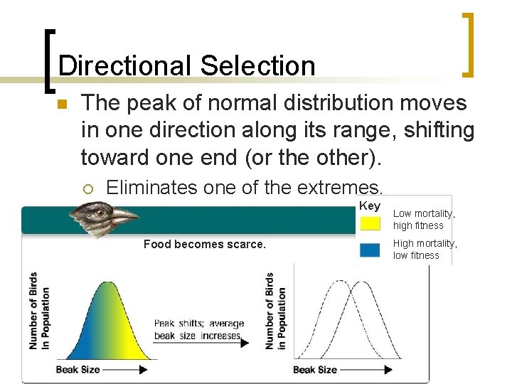 Directional Selection n The peak of normal distribution moves in one direction along its