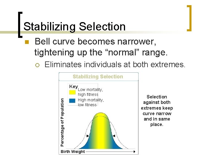 Stabilizing Selection Bell curve becomes narrower, tightening up the “normal” range. ¡ Eliminates individuals