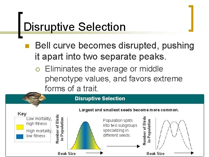 Disruptive Selection n Bell curve becomes disrupted, pushing it apart into two separate peaks.