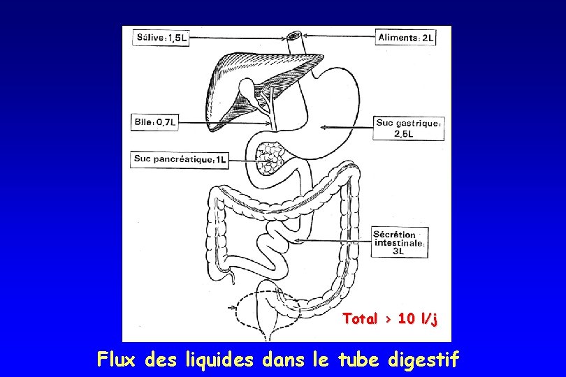 Total > 10 l/j Flux des liquides dans le tube digestif Total > 10 l/j Flux des liquides dans le tube digestif