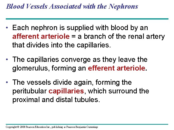 Blood Vessels Associated with the Nephrons • Each nephron is supplied with blood by Blood Vessels Associated with the Nephrons • Each nephron is supplied with blood by