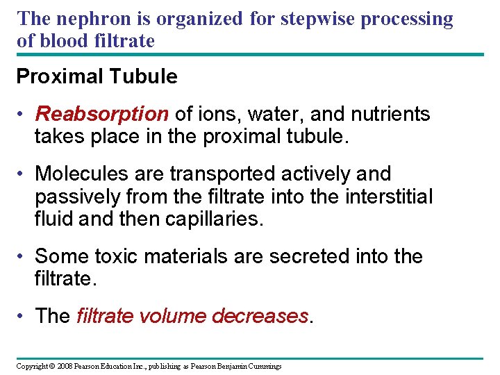 The nephron is organized for stepwise processing of blood filtrate Proximal Tubule • Reabsorption The nephron is organized for stepwise processing of blood filtrate Proximal Tubule • Reabsorption